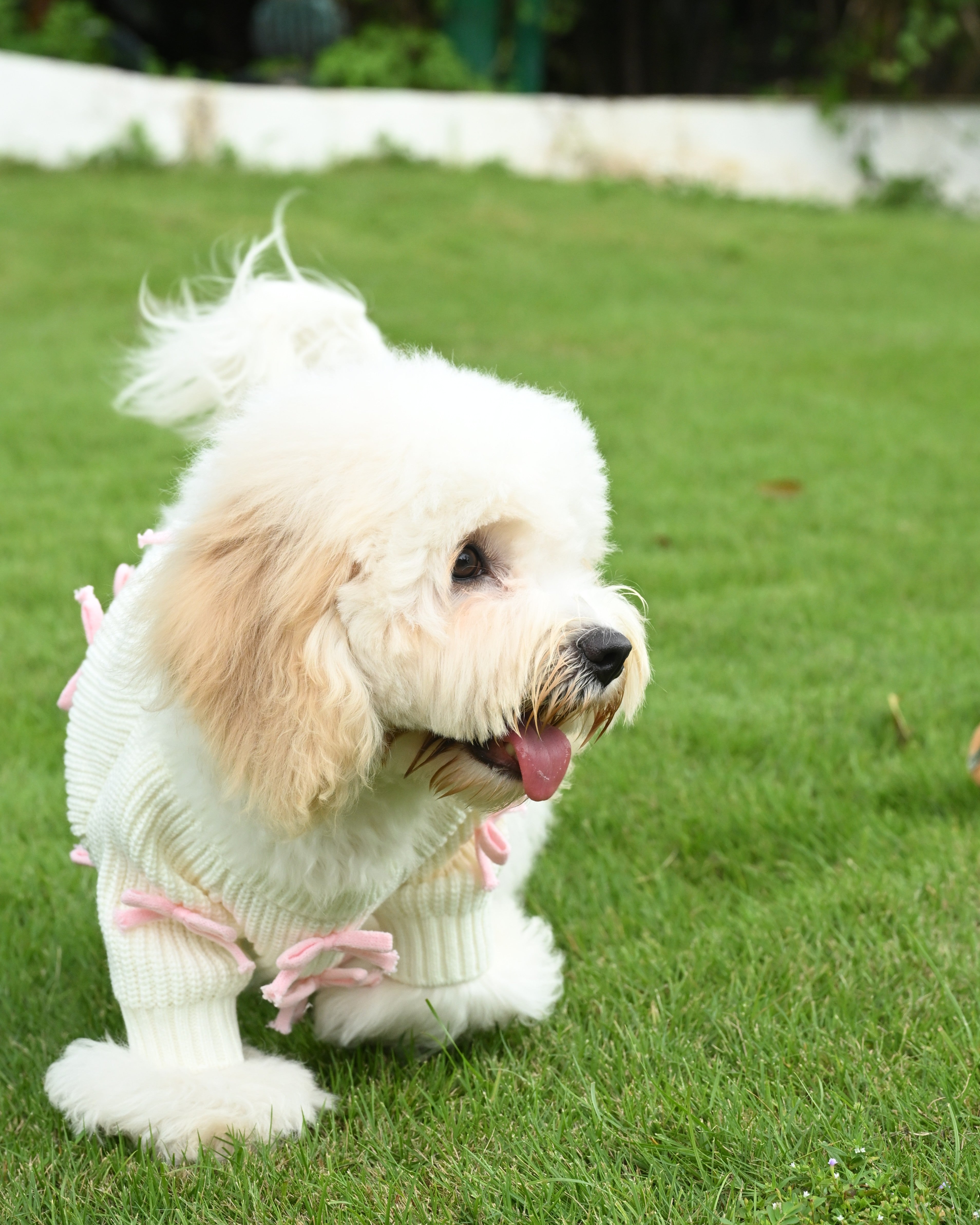 Pink Bow-3D Motif Pet Sweater