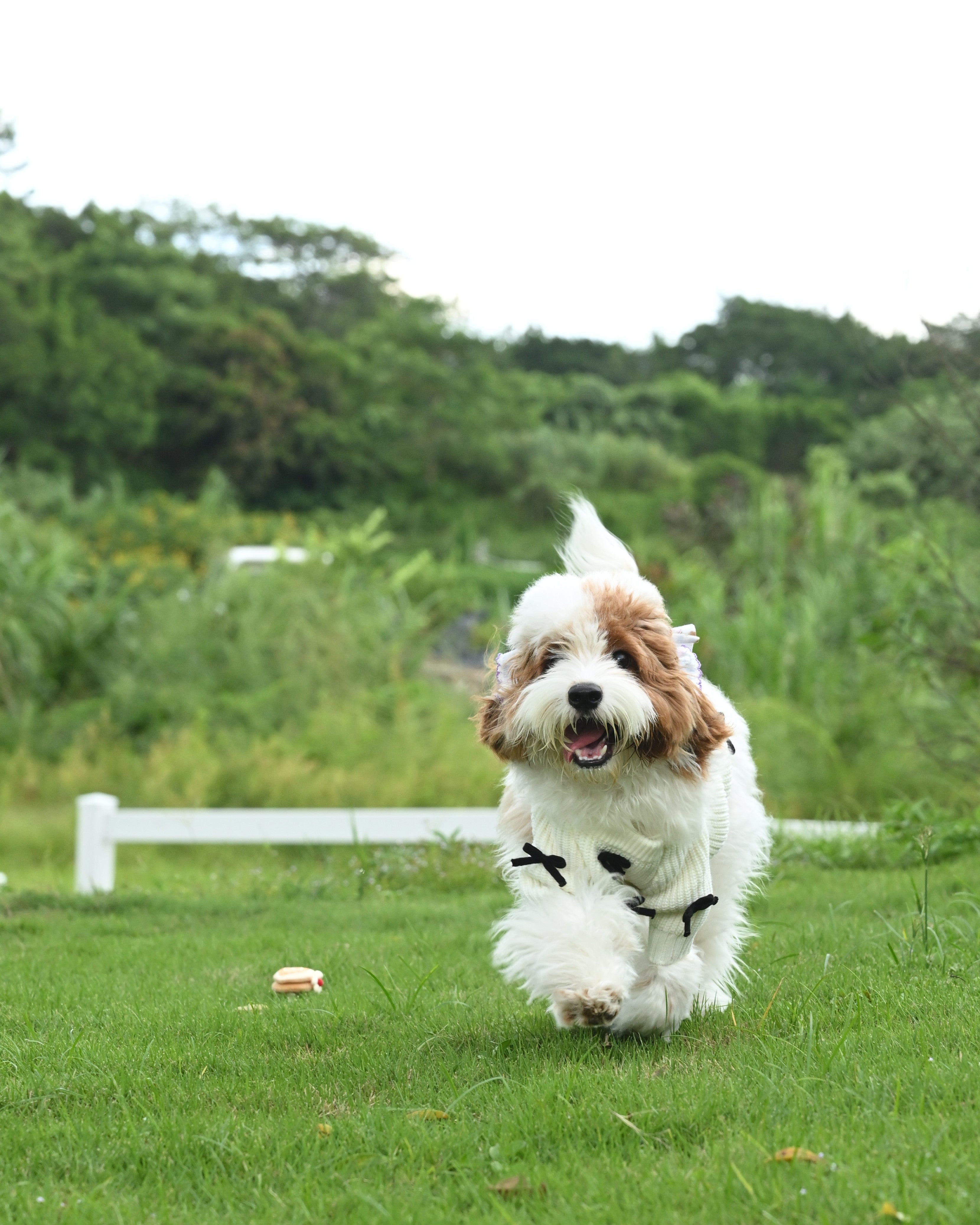 Black Bow-3D Motif Pet Sweater